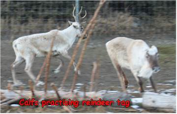 Reindeer Games - tinsel tag